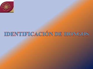 Taller semillas 2011 Jairo Castaño