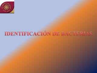 Taller semillas 2011 Jairo Castaño