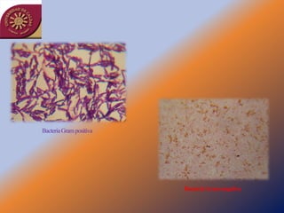 Taller semillas 2011 Jairo Castaño