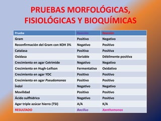 Taller semillas 2011 Jairo Castaño