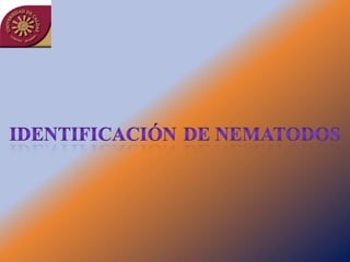 Taller semillas 2011 Jairo Castaño