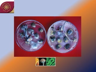 Taller semillas 2011 Jairo Castaño