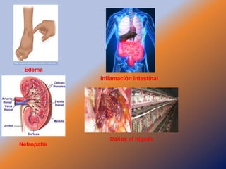 Taller semillas 2011 Jairo Castaño