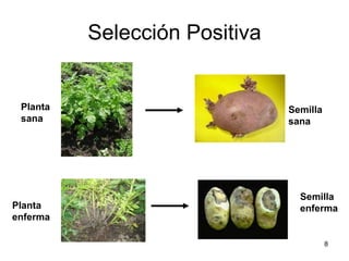 Taller semillas 2011 Jorge Andrade