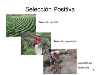 Taller semillas 2011 Jorge Andrade