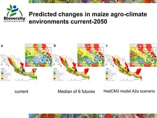 Taller semillas 2011 Mauricio Bellon