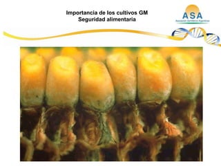 Taller semillas 2011  M. Fabiana Malacarne