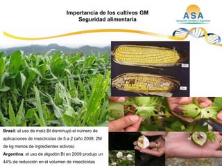 Taller semillas 2011  M. Fabiana Malacarne