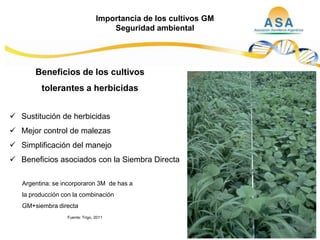 Taller semillas 2011  M. Fabiana Malacarne