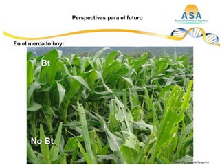 Taller semillas 2011  M. Fabiana Malacarne