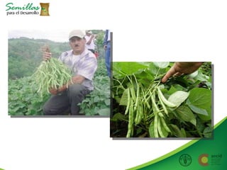 Taller semillas 2011 Allan Hruska