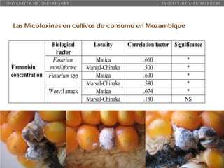 Taller semillas 2011 Carmen Nieves Mortensen
