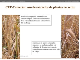 Taller semillas 2011 Carmen Nieves Mortensen