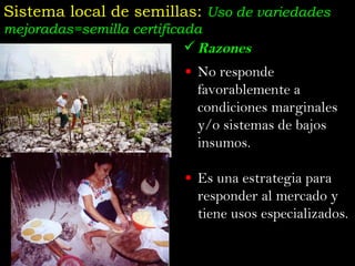 Taller semillas 2011 Jose Luis Chavez