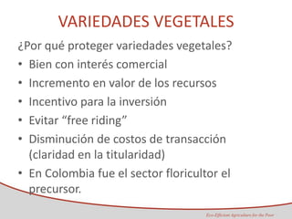 Taller semillas 2011 Maria Virginia Jaramillo