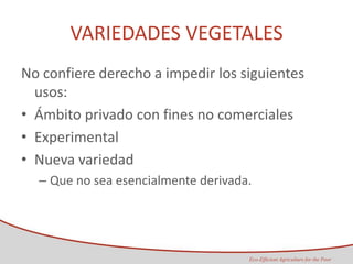 Taller semillas 2011 Maria Virginia Jaramillo