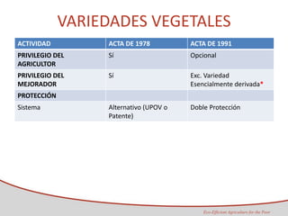 Taller semillas 2011 Maria Virginia Jaramillo