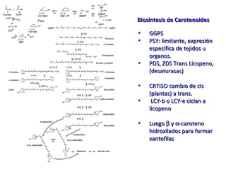GGPS PSY: limitante, expresión específica de tejidos u organos.  PDS, ZDS Trans Licopeno, (desaturasas) CRTISO cambio de cis (plantas) a trans. LCY-b o LCY-e ciclan a licopeno  Luego    y   -caroteno hidroxilados para formar xantofilas Biosíntesis de Carotenoides 