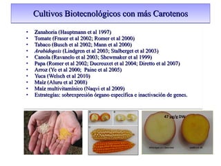 Cultivos Biotecnológicos con más Carotenos Zanahoria (Hauptmann et al 1997)  Tomate (Fraser et al 2002; Romer et al 2000) Tabaco (Busch et al 2002; Mann et al 2000) Arabidopsis  (Lindgren et al 2003; Stalberget et al 2003) Canola (Ravanelo et al 2003; Shewmaker et al 1999) Papa (Romer et al 2002; Ducreuxet et al 2004; Diretto et al 2007) Arroz (Ye et al 2000;  Paine et al 2005) Yuca (Welsch et al 2010)  Maíz (Aluru et al 2008) Maíz multivitamínico (Naqvi et al 2009) Estrategías: sobrexpresión órgano específica e inactivación de genes. 47  µ g/g DW 