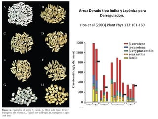 Arroz Dorado tipo Indica y Japónica para Derregulacion.  Hoa et al (2003) Plant Phys 133:161-169 