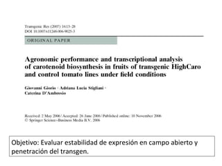 Objetivo: Evaluar estabilidad de expresión en campo abierto y penetración del transgen. 