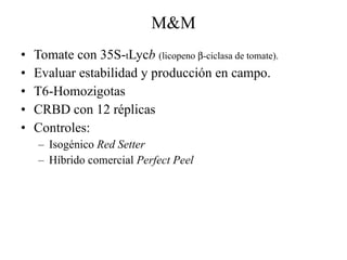 M&M Tomate con 35S- t Lyc b   (licopeno   -ciclasa de tomate). Evaluar estabilidad y producción en campo. T6-Homozigotas CRBD con 12 réplicas Controles:  Isogénico  Red Setter Híbrido comercial  Perfect Peel 