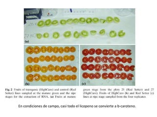 En condiciones de campo, casi todo el licopeno se convierte a b-caroteno. 