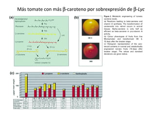 Más tomate con más   -caroteno por sobrexpresión de   - Lyc 