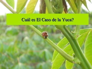 Cuál es El Caso de la Yuca? 