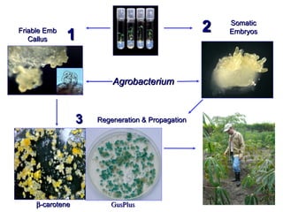 Friable Emb Callus Somatic Embryos Agrobacterium Regeneration & Propagation  -carotene GusPlus 1  2  3  