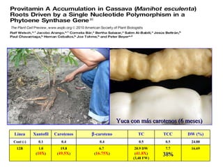 Yuca con más carotenos (6 meses) Línea Xantofil Carotenos  -caroteno TC TCC DW (%) Cont (-) 0.1 0.4 0.4 0.5 0.5 24.88 12B 1.0 ( 10X ) 19.8 ( 49.5X ) 6.7  ( 16.75X ) 20.9 DW ( 41.8X ) (3,48 FW) 7.7 38% 16.69 