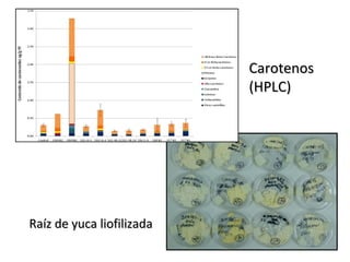 Raíz de yuca liofilizada Carotenos  (HPLC) 