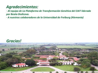Gracias! Agradecimientos: Al equipo de La Plataforma de Transformación Genética del CIAT liderada por Beata Dedicova. A nuestros colaboradores de la Universidad de Freiburg (Alemania) 