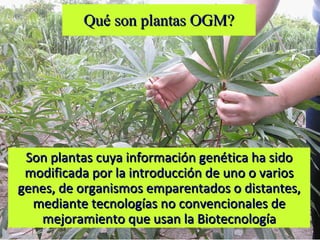 Qué son plantas OGM? Son plantas cuya información genética ha sido modificada por la introducción de uno o varios genes, de organismos emparentados o distantes, mediante tecnologías no convencionales de mejoramiento que usan la Biotecnología 