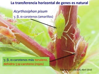  -carotenos (amarillos)  -carotenos más  toruleno,  dehidro-  -caroteno (rojos)  Acyrthosiphon pisum Science, vol 328:624, Abril 2010 La transferencia horizontal de genes es natural 