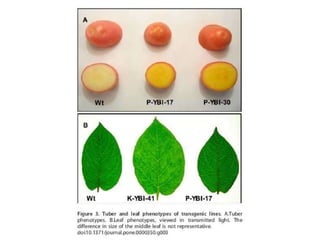 Taller semillas 2011 Paul Chavarriaga