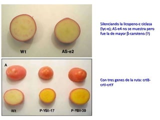 Taller semillas 2011 Paul Chavarriaga