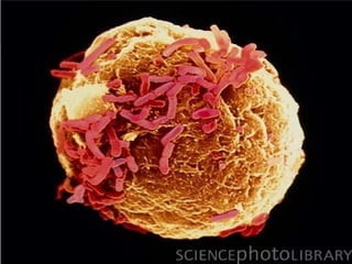 Taller semillas 2011 Paul Chavarriaga