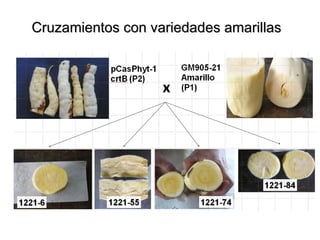 Taller semillas 2011 Paul Chavarriaga