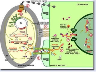Taller semillas 2011 Paul Chavarriaga