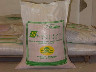 Taller semillas 2011 Silmar T Peske