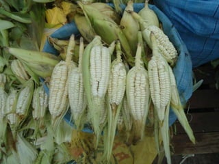 Taller semillas 2011 Silmar T Peske