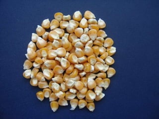 Taller semillas 2011 Silmar T Peske