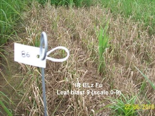 Taller semillas 2011 Dietrich E. Leihner