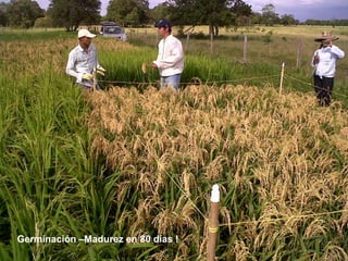 Taller semillas 2011 Dietrich E. Leihner