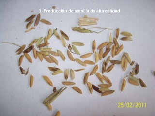 Taller semillas 2011 Dietrich E. Leihner