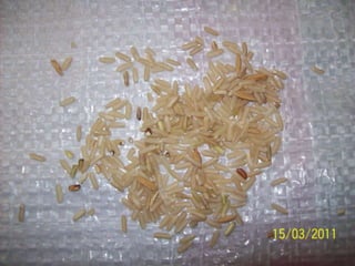 Taller semillas 2011 Dietrich E. Leihner