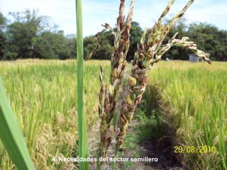 Taller semillas 2011 Dietrich E. Leihner