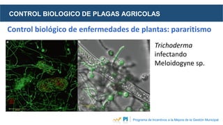 CONTROL BIOLOGICO DE PLAGAS AGRICOLAS
Programa de Incentivos a la Mejora de la Gestión Municipal
Control biológico de enfe...