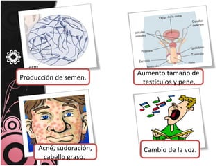 Producción de semen.
Aumento tamaño de
testículos y pene.
Acné, sudoración,
cabello graso.
Cambio de la voz.